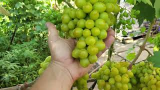 картинка: Виноград , який я рекомендую початківцям  