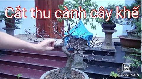 Cắt thu cành cây khế