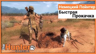 Быстрая прокачка немецкий пойнтера - the Hunter Classic