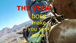 Grand Canyon Mule Ride GoPro  Scary Parts Aug 28, 2016