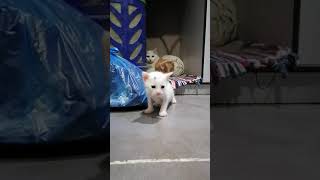 Kitten Playing | Pipays Choice