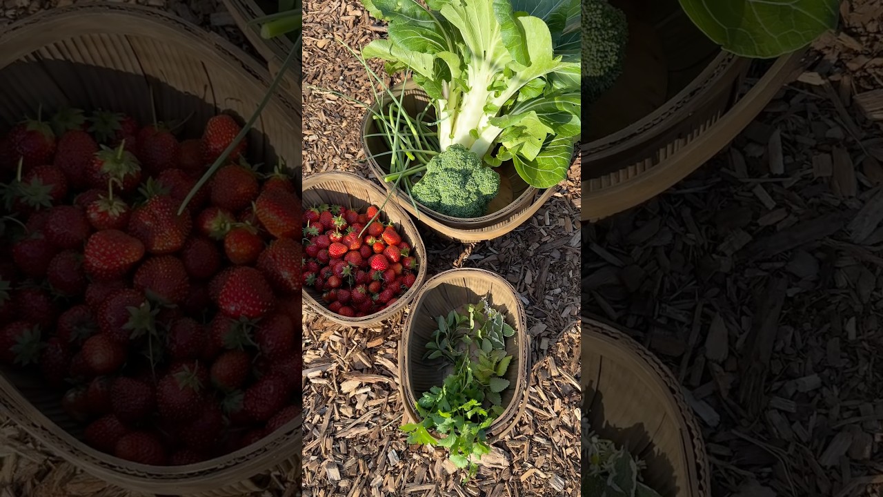 HUGE Harvest #harvest #garden #growyourownfood #gardening #strawberry