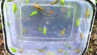 Hunt for colonies of beautifully colored grasshoppers and other unique insects