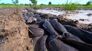 amazing fishing! catch a lots of catfish in little water at field by hand a fisherman, best fishing