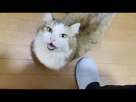 四日連続お父さんが起きるのをドアの前で待っている猫