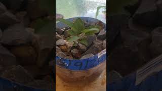 Geoag Tv With Yola Apple Tree 8.25.2020