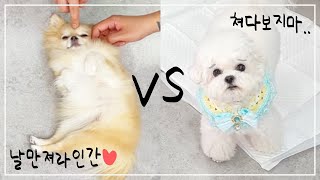 E 강아지와 I 강아지의 차이ㅋㅋㅋㅋ / 애견모델 생방송 스케치