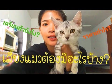 [Cat's Story] เริ่มเลี้ยงแมวต้องทำยังไง? ต้องมีอุปกรณ์อะไรบ้าง? || FANGFUU