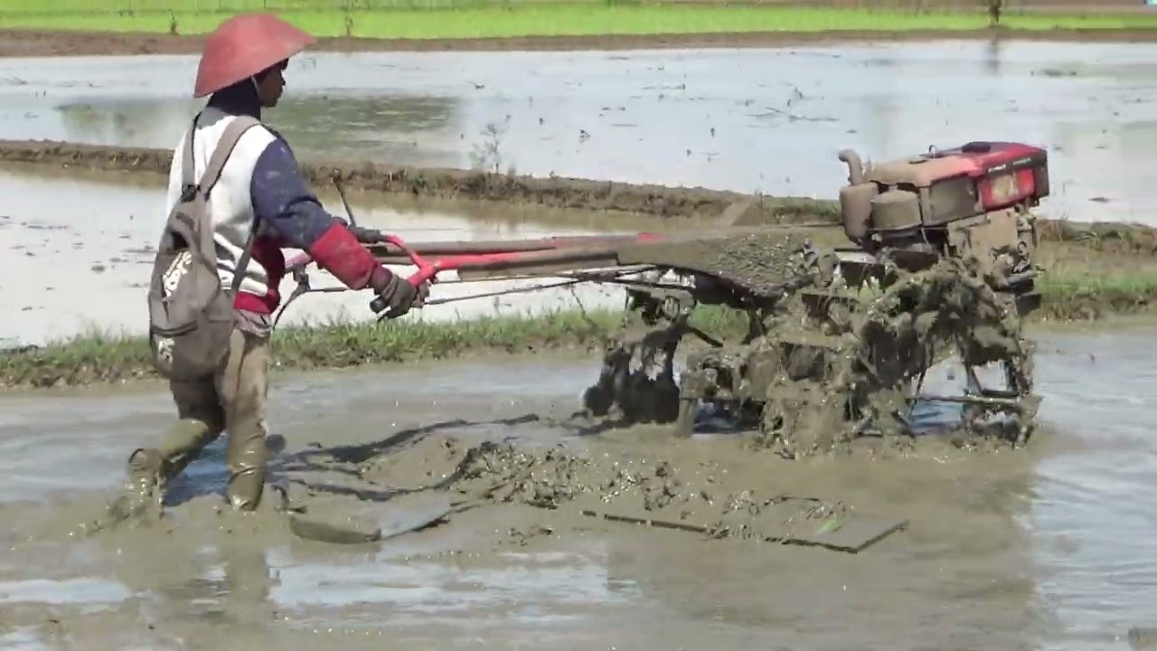 Traktor Sawah Meratakan Tanah Pindah Lahan Salah Perhitungan