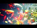 Koi Pond Ambience (No Music), ASMR, White Noise, for Meditation, Sleep and Study