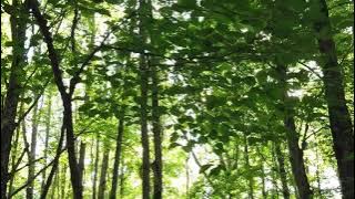 Download lagu Forest music# ringtone