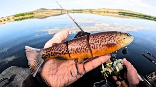🎣OUVERTURE CARNASSIERS 2026 🐊 : ÇA NE SE PASSE PAS COMME PRÉVU !!