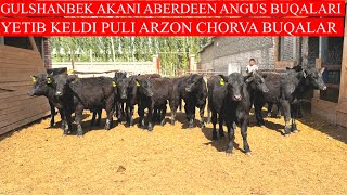 GULSHANBEK AKANI XAQIQIY CHORVA ABERDEEN ANGUS BUQALARI YETIB KELDI