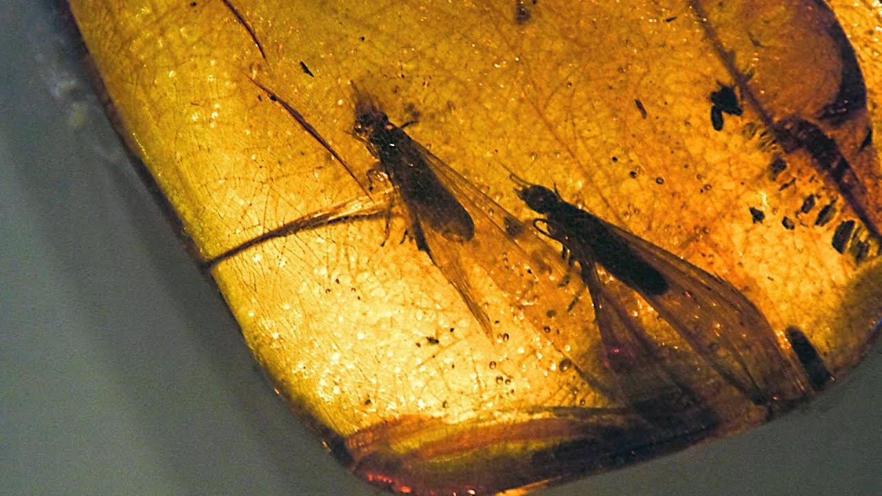 El ámbar Una joya para la Ciencia