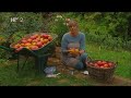 Vrtlarica: Eko rajčice
