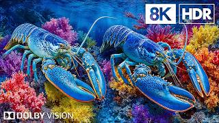Tropical Ocean Wonderland | Stunning Reef Creatures in 8K HDR | Dolby Vision™ screenshot 5
