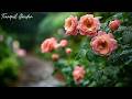 Rain on Flowers with Water Droplets 🌧️ A peaceful environment for sleeping and studying