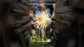 Dahlien-Mix – BUGA Koblenz #shorts