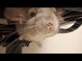 【奇跡の瞬間】まるでサーカスのように遊ぶチンチラの親子　チンチラ Chinchilla