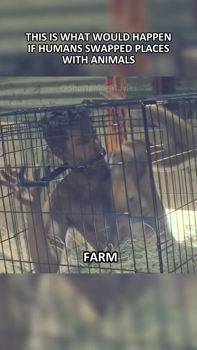 This Is What Would Happen If Humans Swapped Places With Animals - Movie Recap