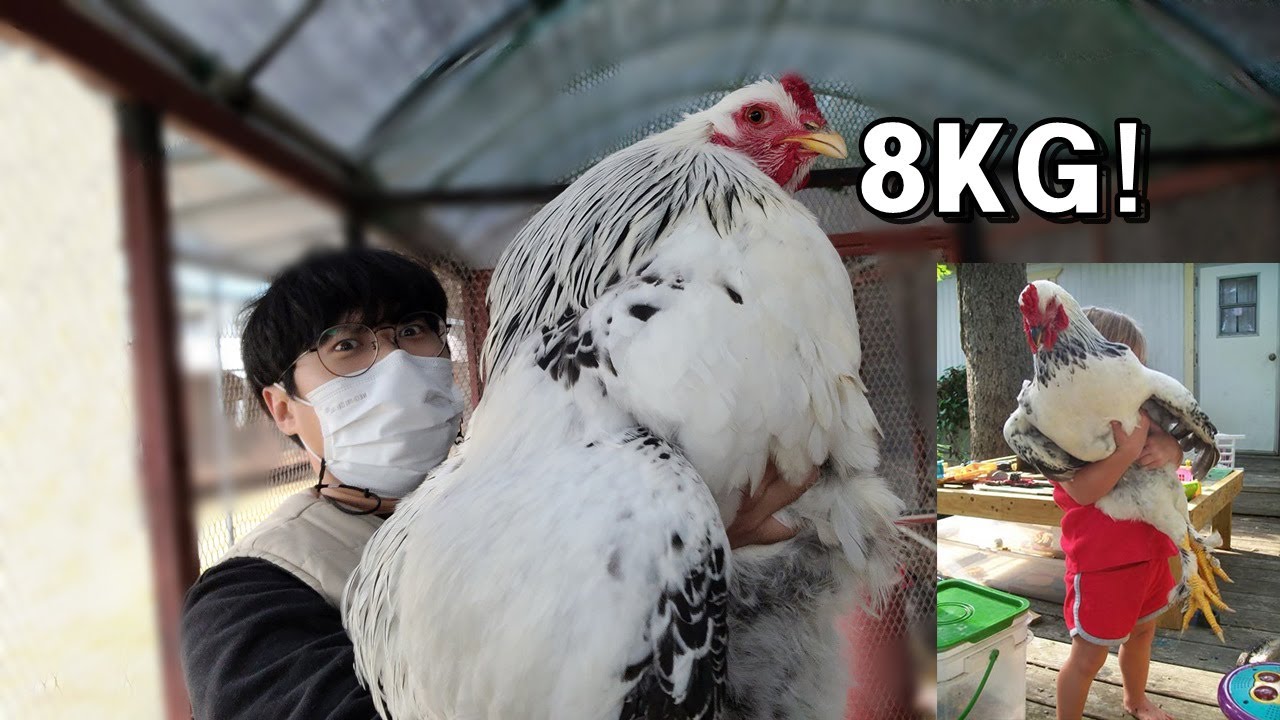★놀람주의) 합성아니고 진짜 맞습니다..세계에서 가장 큰 닭 만났습니다ㄷㄷ
