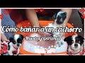 CÓMO BAÑAR A UN CACHORRO // PRIMER BAÑO A MI PRINCESA // nuestra experiencia 🤗