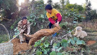 The root of kudzu vine weighs over 25 kg ! She cooks three dishes !