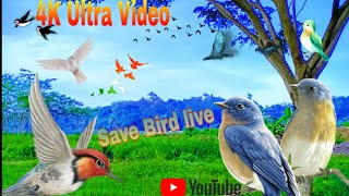 Beautiful Birds Singing - Relaxing Bird Sounds, Instant Relief from Stress and Anxiety