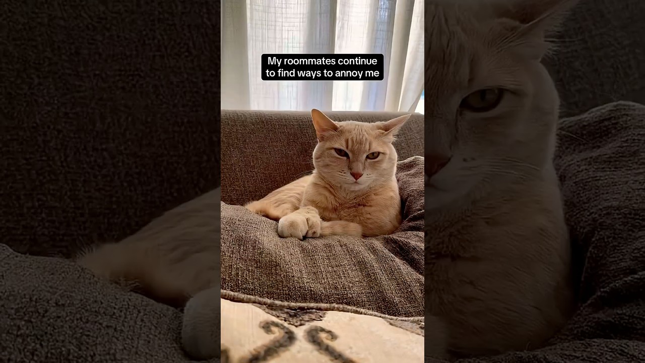 Unclear how Waffles puts up with these subpar conditions 