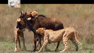 tiger Vs buffalo | tiger Vs monkey | نمر مقابل جاموس | نمر مقابل قرد