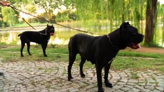 Trt Hd - Cane Corso Telepati Ünlü Köpekler Corsorium Gerçekleri.....
