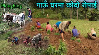 Millet Planting in Nepali Village | Traditional Millet Plant By Hand | Primitive Ploughing Machine |