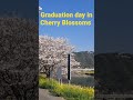 Graduation day in Cherry Blossoms #graduation #cherryblossom #spring #bloom #卒業 #桜 #春 #昭和歌謡曲 #倉田まり子