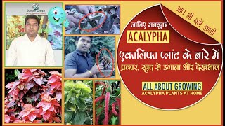 अकलिफा लाल हो या हरा उसे उगाने का सही तरीका यही है ।। Grow Acalypha plant like this. The Best Method