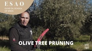 Olive tree pruning practical example | Olive Grove | Master Olive Oil Consultant Certification screenshot 4