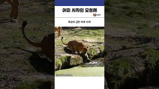 어미 사자의 모성애 #동물 #힐링 #유머 #사자 #모성애