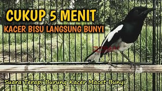 Suara Terapi Pancingan Burung Kacer Macet Bunyi | Ampuh Memulihkan Mental Kacer Poci