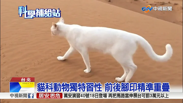 猫科动物独特习性 前后脚印精准重叠│中视新闻20170516 - 天天要闻