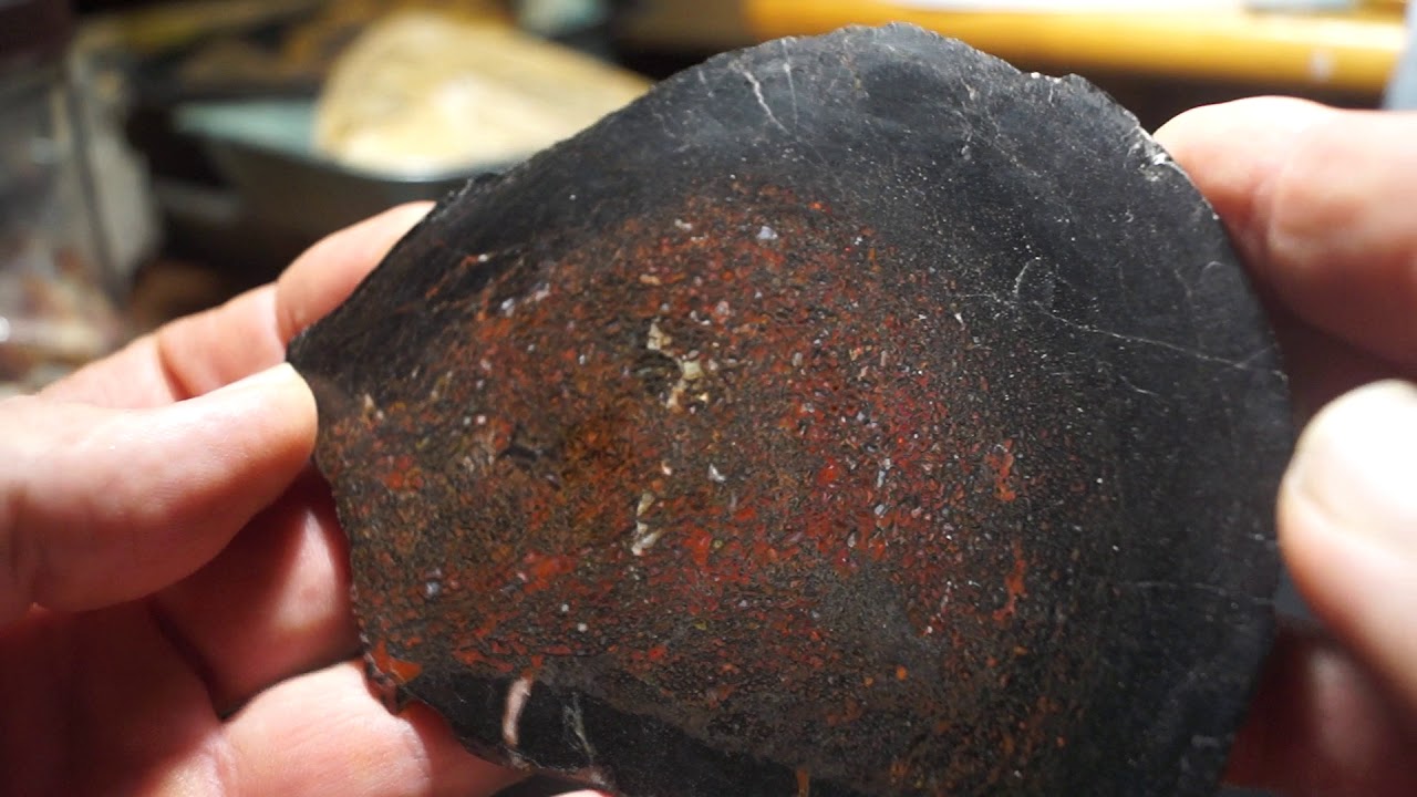 Dinosaur bone polished slab