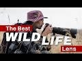 Nikon NIKKOR Z 600mm f/6.3 VR S Review for Wildlife