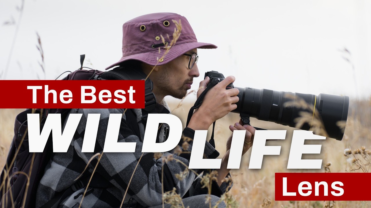Nikon Z 600mm f/6.3 VR S Review: The Best LIGHT Wildlife Lens