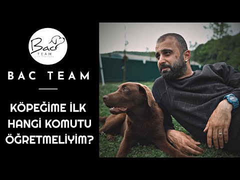 Video: Temel Komutlar: Köpeğinize İlk Önce Ne Öğretmelisiniz?