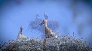 Causal Inference 101