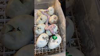 Famous Great clutch from last season! #molinarosnakelab #blueeyedleucistic #shorts #reptiles #snakeeggs Wealth