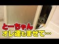 毎日お風呂場にいれろとやってくる猫さん達！