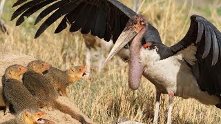 🦩 The Ruthless Marabou Stork: Africa’s Most Terrifying Bird Predator! 💀