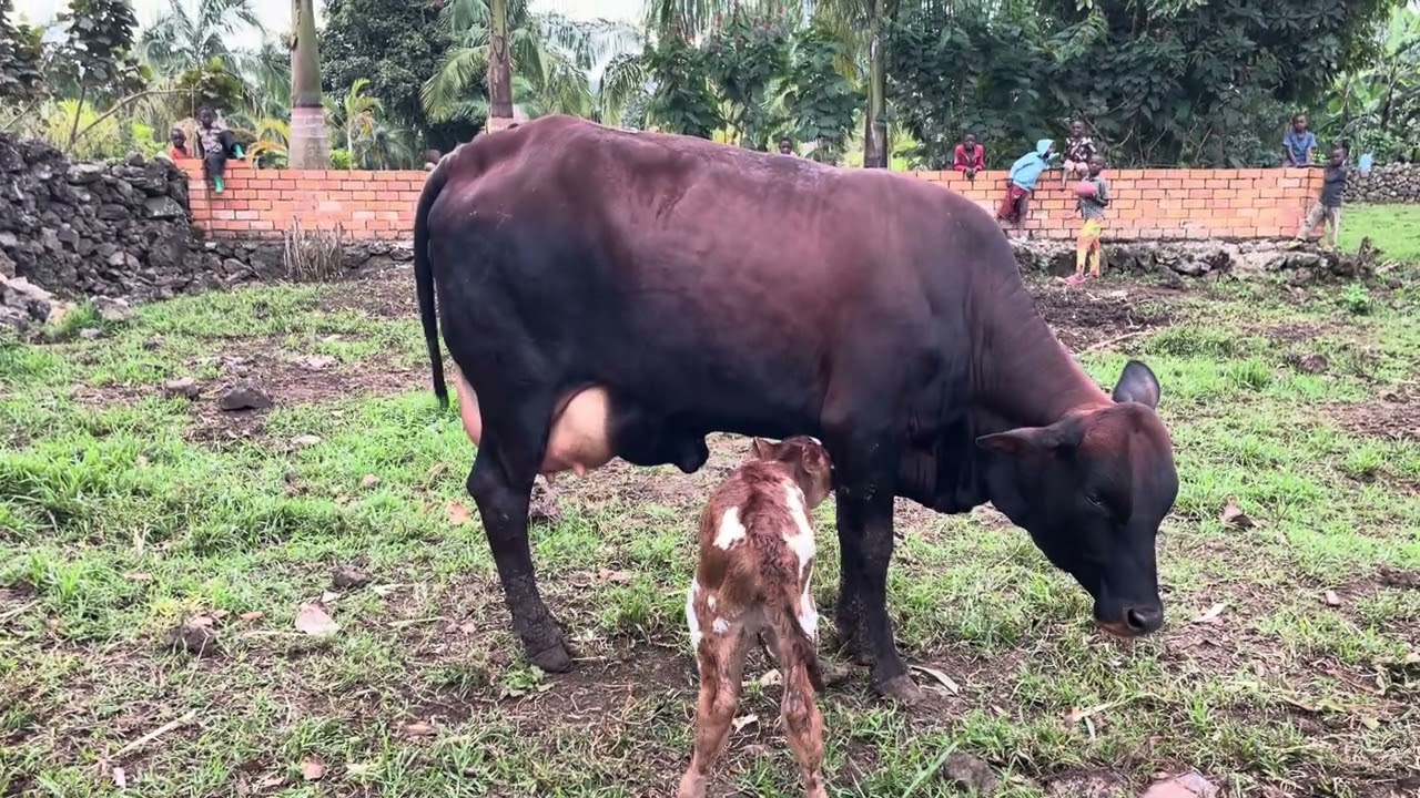 Igishengo Nyirabidabari yabyaye bayihindurira izina (Ruterambabazi )