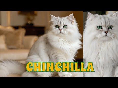 Kucing Paling Panjang