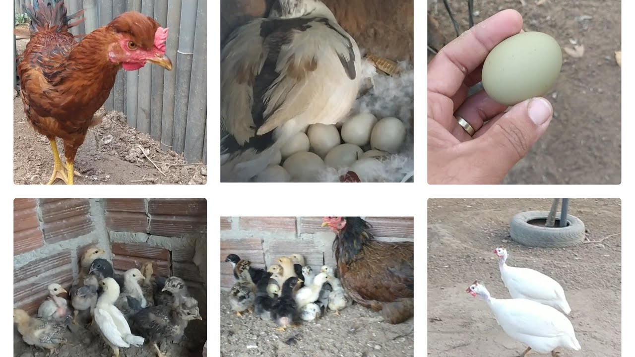 O novo galo reprodutor topetudo os pintinhos nanicão e muitas surpresas