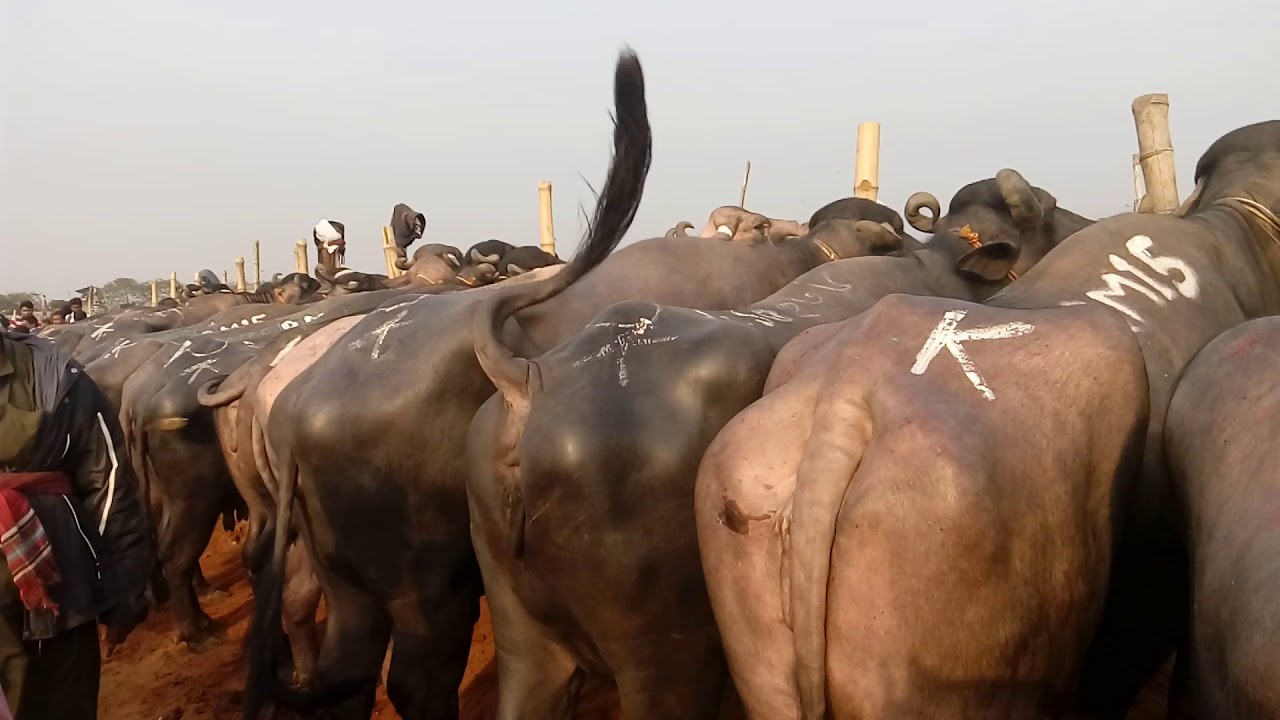 Buffalo (100 Real) Buffalo biggest market in Bangladesh price low
